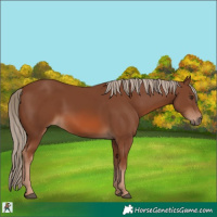 Horse Color:Chestnut Frame 