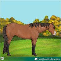 Horse Color:Bay Frame 