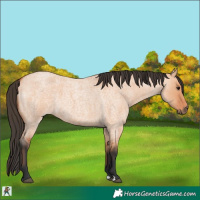 Horse Color:Bay Roan Dun