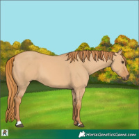 Horse Color:Red Dun 