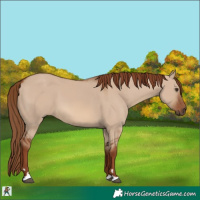 Horse Color:Red Dun 