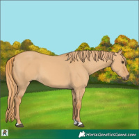 Horse Color:Red Dun