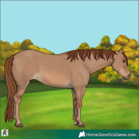 Horse Color:Red Dun 