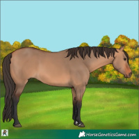 Horse Color:Bay Dun 