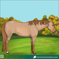 Horse Color:Red Dun 