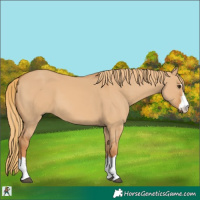 Horse Color:Red Dun