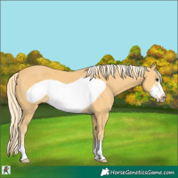 Horse Color:Palomino Frame 