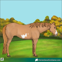 Horse Color:Chestnut Frame 