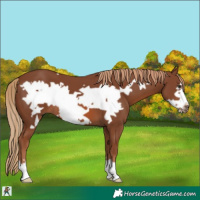 Horse Color:Chestnut Frame 