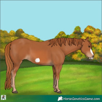 Horse Color:Chestnut Frame