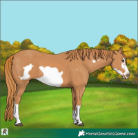 Horse Color:Chestnut Frame 