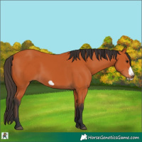 Horse Color:Bay Frame 