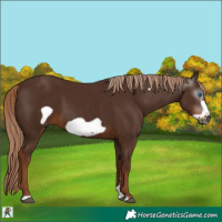 Horse Color:Gray Chestnut Frame 