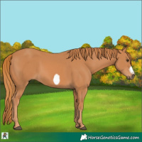 Horse Color:Chestnut Frame