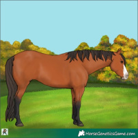 Horse Color:Bay Frame 