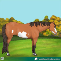 Horse Color:Bay Frame 