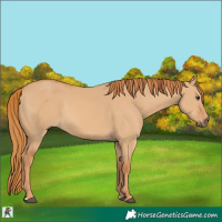 Horse Color:Red Dun