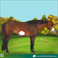 Horse Color:Bay Frame 