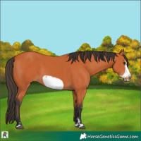 Horse Color:Bay Frame