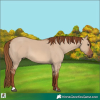 Horse Color:Red Dun 