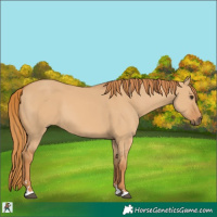Horse Color:Red Dun 