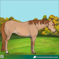Horse Color:Red Dun 