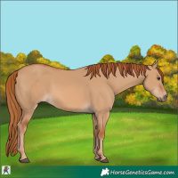 Horse Color:Red Dun 
