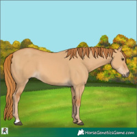 Horse Color:Red Dun 