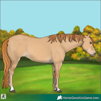 Horse Color:Red Dun