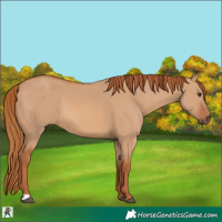 Horse Color:Red Dun 