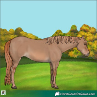 Horse Color:Red Dun 