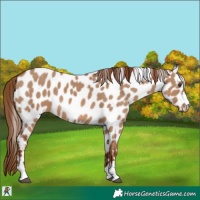 Horse Color:Red Dun Appaloosa 