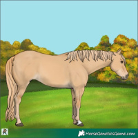 Horse Color:Red Dun