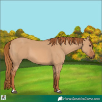 Horse Color:Red Dun 