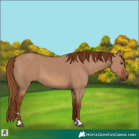 Horse Color:Red Dun 