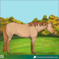 Horse Color:Red Dun 
