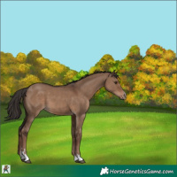 Horse Color:Liver Red Dun 