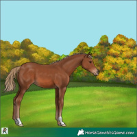 Horse Color:Chestnut 