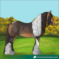 Horse Color:Buckskin Tobiano 
