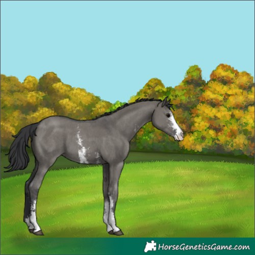 Horse Color:Grullo Sabino 