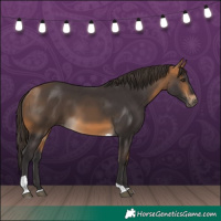 Horse Color:Buckskin Tobiano 