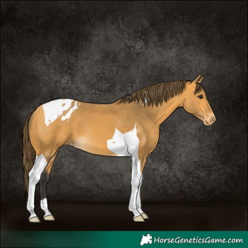 Horse Color:Buckskin Tobiano Appaloosa 