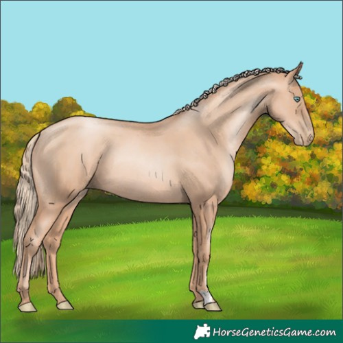Horse Color:Gold Champagne Pearl Rabicano and Gold Champagne Pearl Rabicano