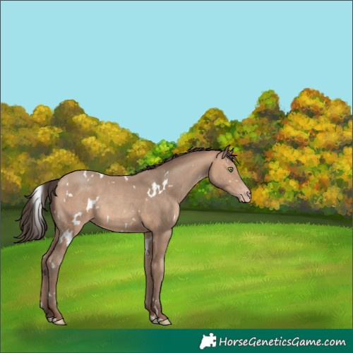 Horse Color:White Spotted Amber Champagne Rabicano 