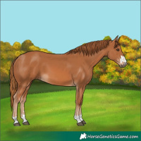 Horse Color:Chestnut 