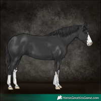 Horse Color:Black 