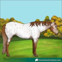 Horse Color:Gray Chestnut Appaloosa 