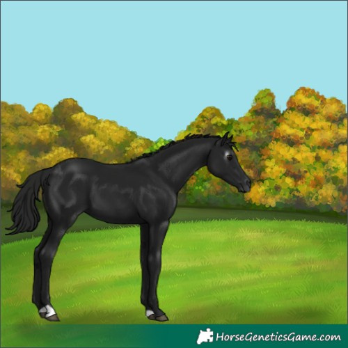 Horse Color:Gray Black 