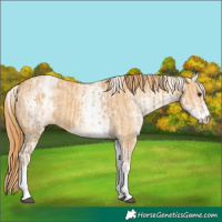 Horse Color:White Spotted Red Dun Rabicano  and White Spotted Red Dun Rabicano 