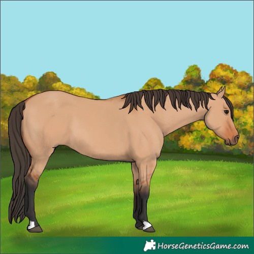 Horse Color:Bay Dun 